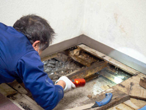 Attic Mold Removal in Fresno, TX