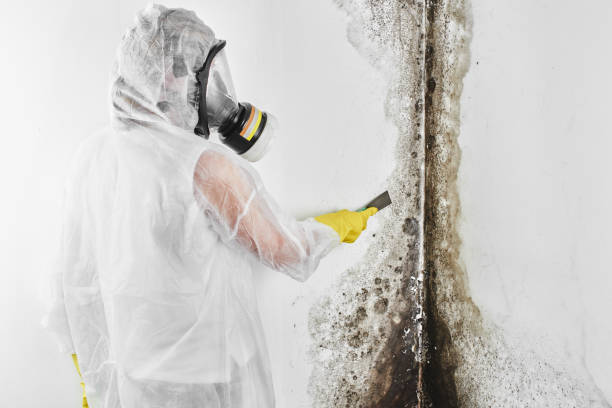 Professional Mold Removal in Fresno, TX