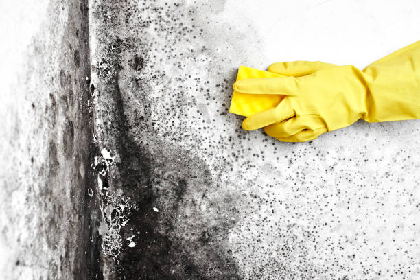 Mold Testing and Removal in Fresno, TX