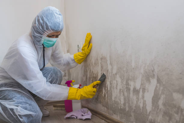 Best Mold Removal Company Near Me  in Fresno, TX