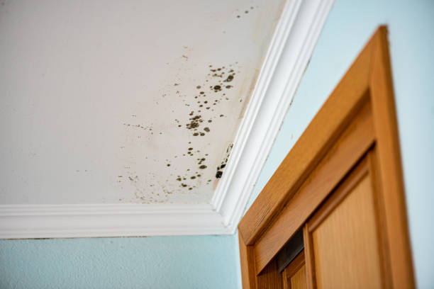 Best Mold Cleaning Services  in Fresno, TX