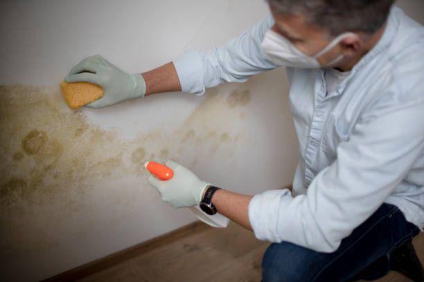 Best Same-Day Mold Removal  in Fresno, TX