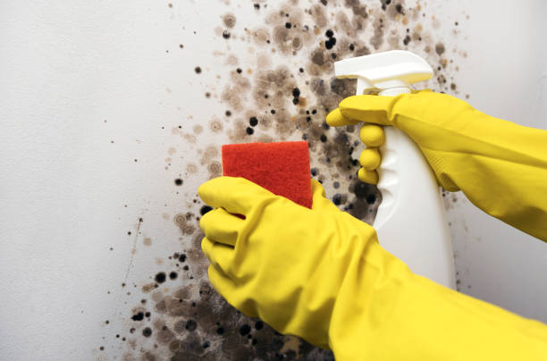  Fresno, TX Mold Removal Pros