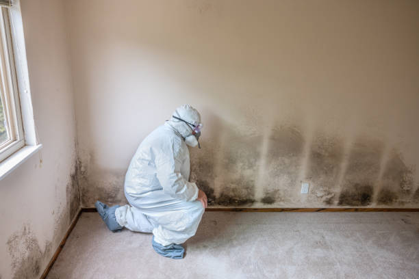 Mold Removal and Inspection in Fresno, TX