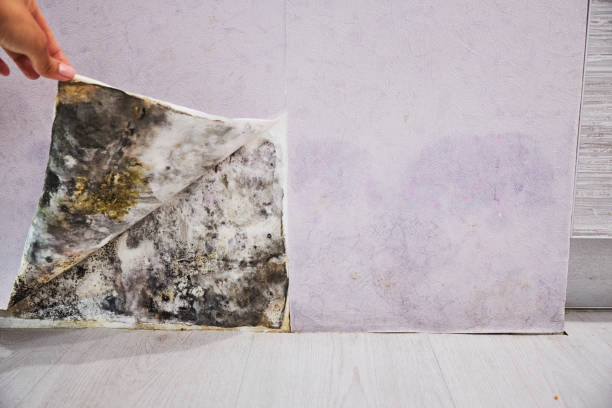 Best Attic Mold Removal  in Fresno, TX
